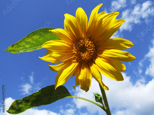 Photography sunflower and blue sky with white clouds