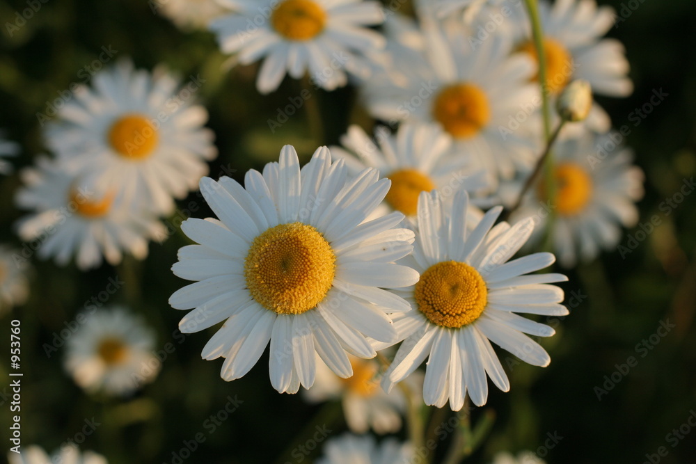 Obraz premium daisies