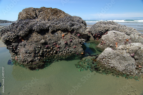 tidal pool