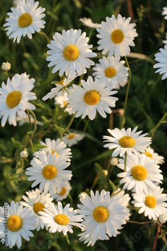 daisies