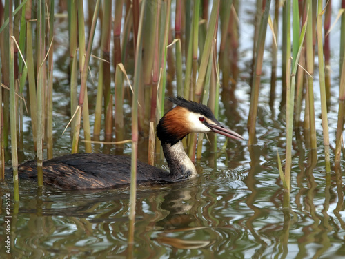 cock of the great crested grebe photo