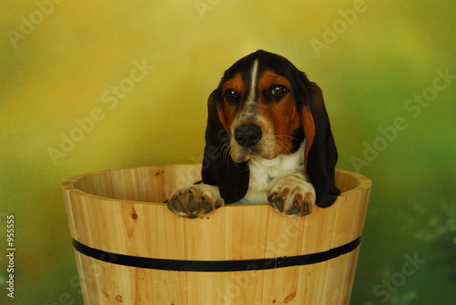dog in barrel