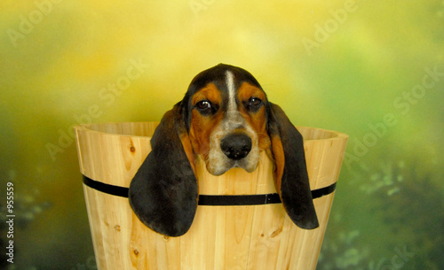 basset hound photo