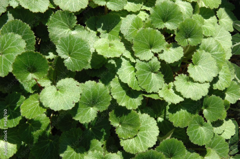 greanium leaves greanium leaves