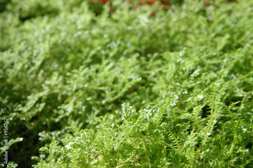 tiny green leaves