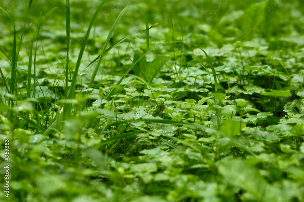 wonderful nature wonderful nature