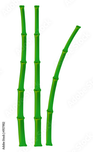 illustration of a bamboo on white background