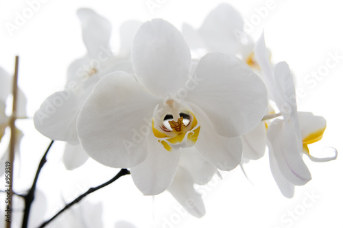  white orchids
