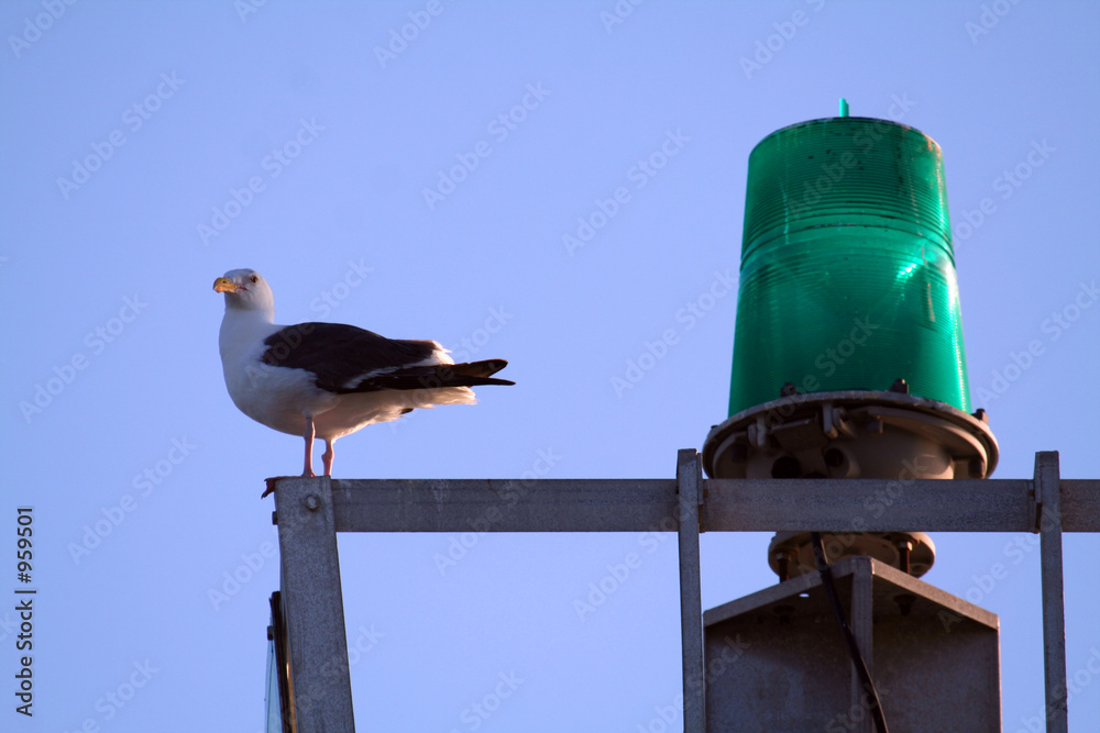 Valokuva seagull and light