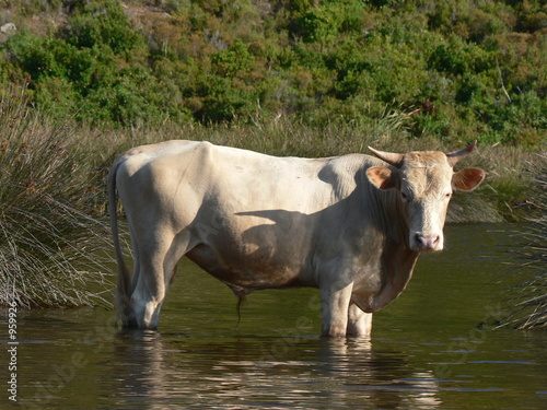 une vache en corse 10 © Steeve ROCHE