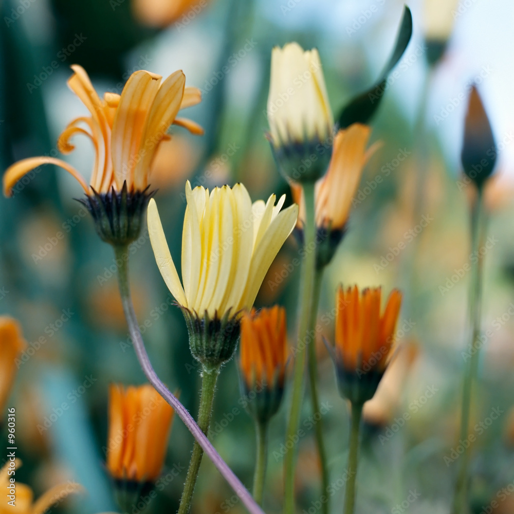Fototapeta premium african daisy
