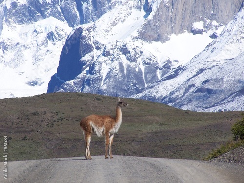 guanaco on a road