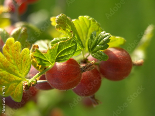 gooseberry