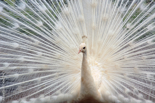 Canvas Print white peacock