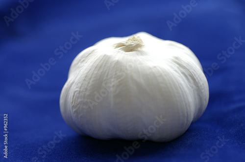 garlic bulb - blue background