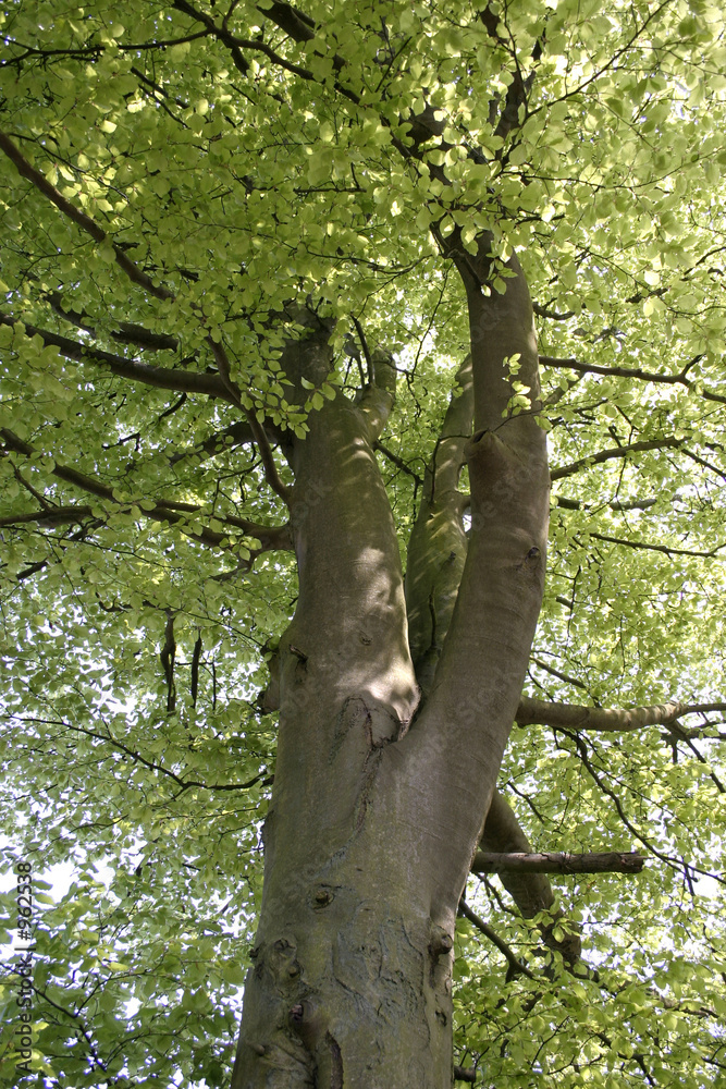 Fototapeta premium tree