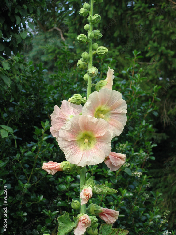 Obraz na plátně hollyhock