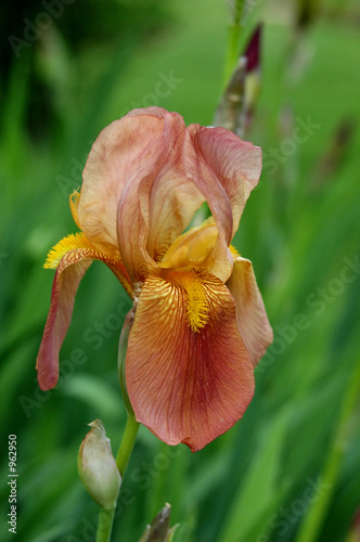 iris yellow and orange flower in bloom photo