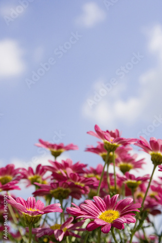 wildmargeriten