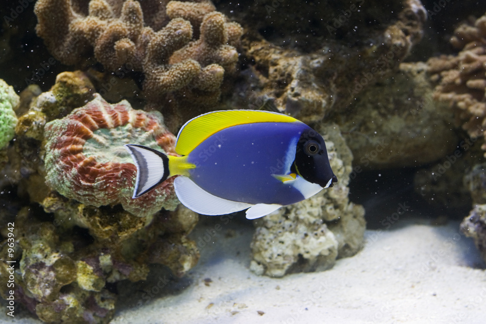 Foto fish chaetodon