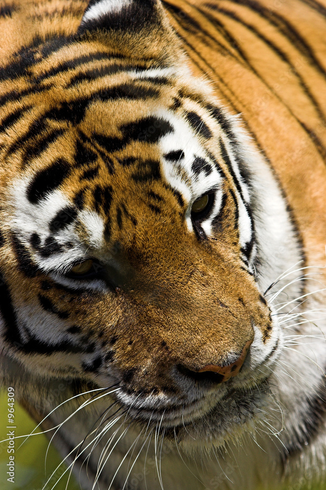 Naklejka premium here kitty..!