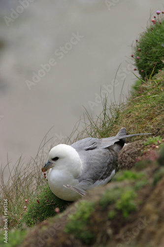 northen fulmar