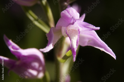 orchidée sauvage photo