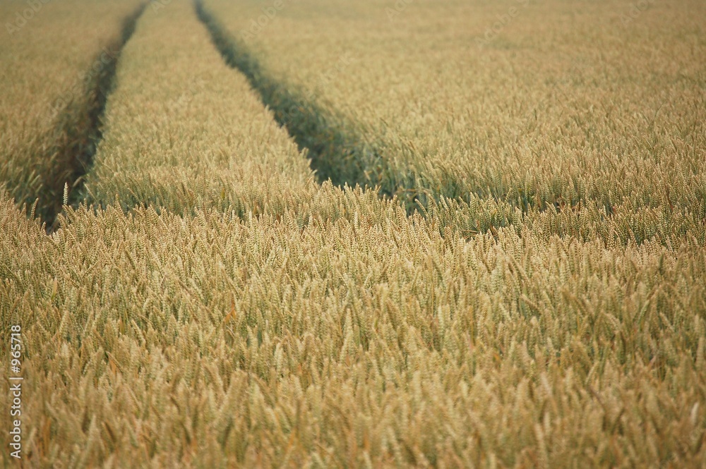 Fototapeta premium spur im feld