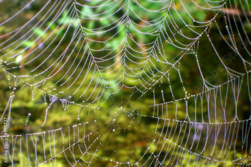 spider web