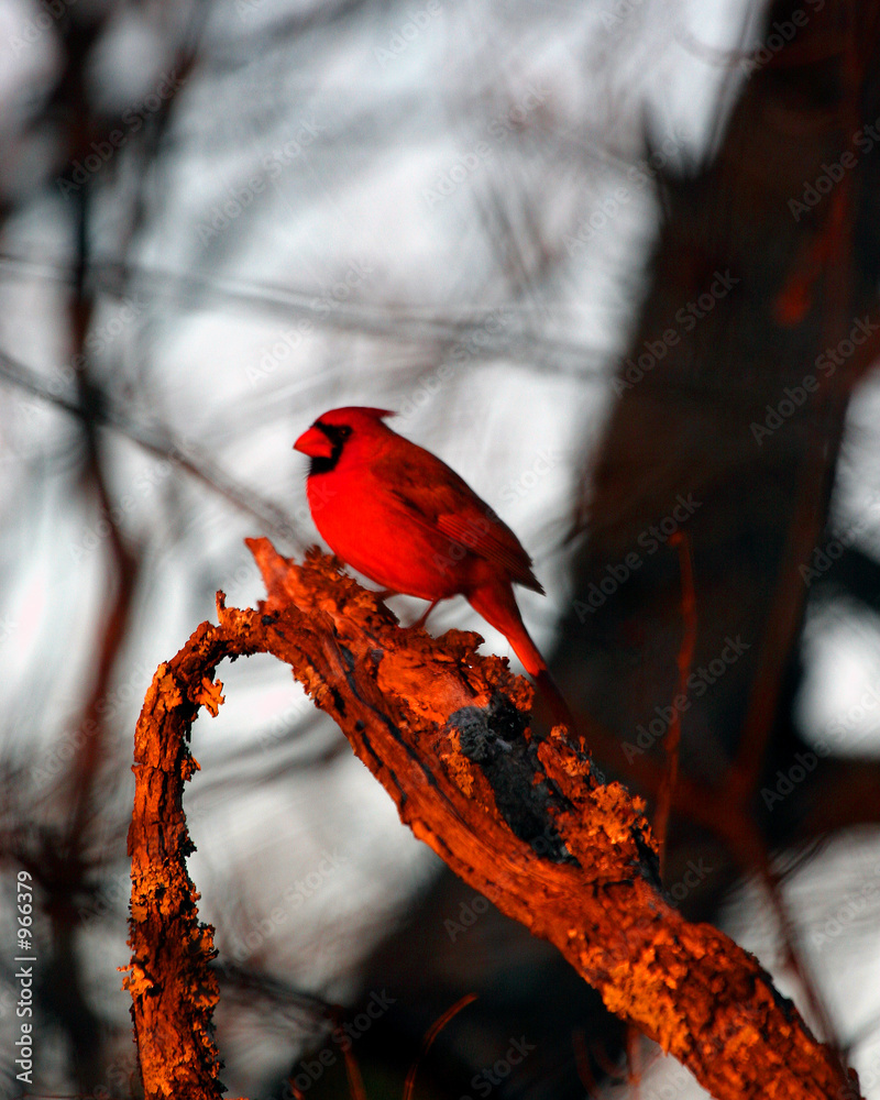 Naklejka cardinal on tree limb