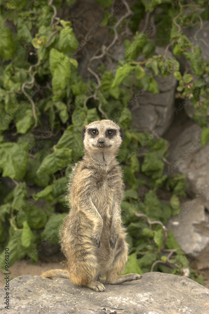 Fototapeta premium meerkat on sentry duty