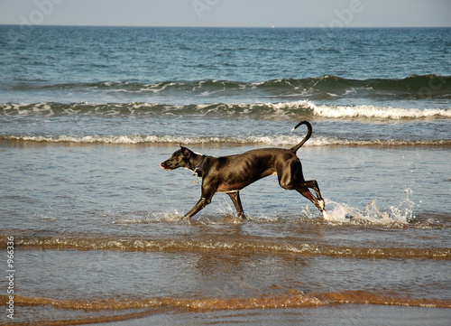 dog running on the beach