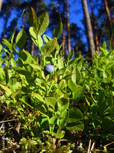 bilberry