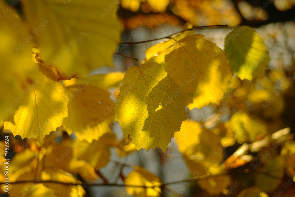 Obraz premium autumn