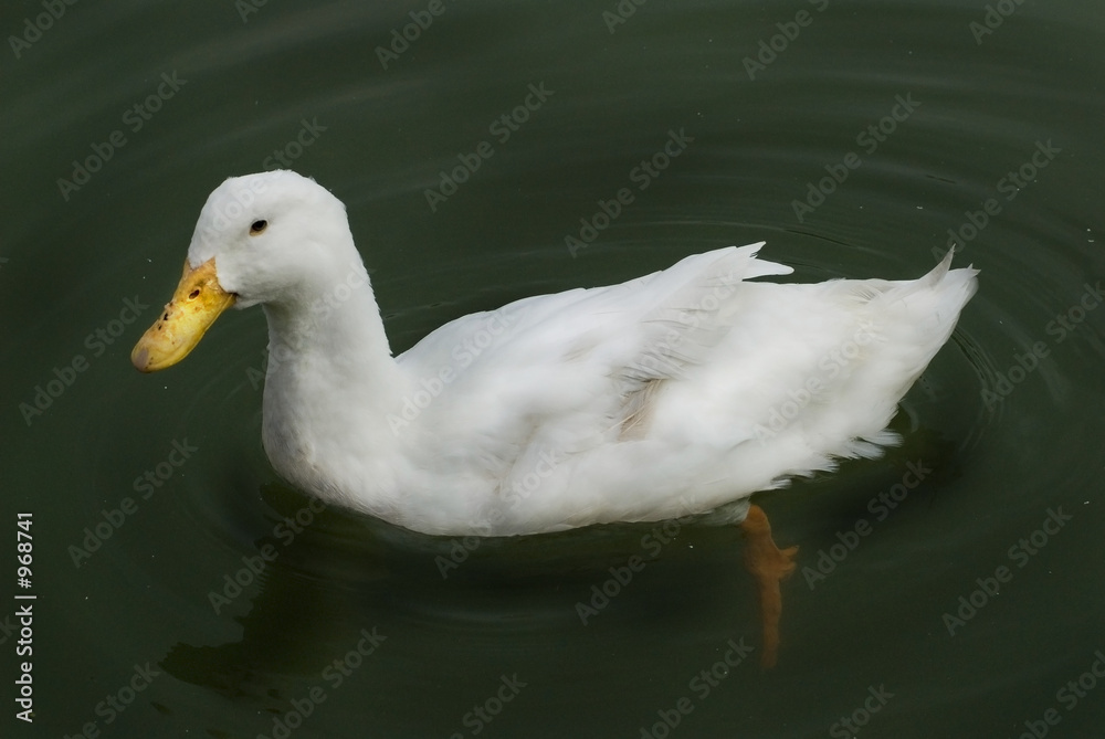 duck duck