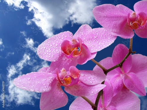 orchidee photo