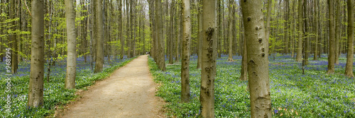 Φωτογραφία randonnée en foret