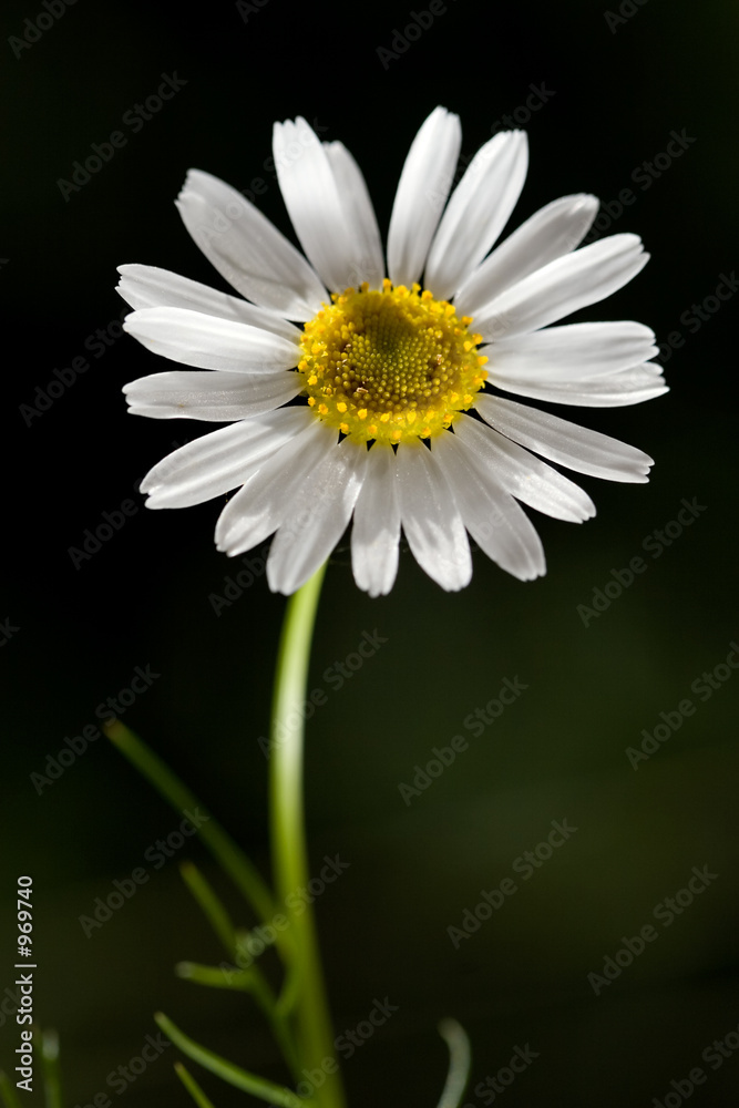 Fototapeta premium camomile field