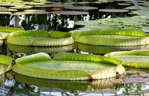 water -lily leaves