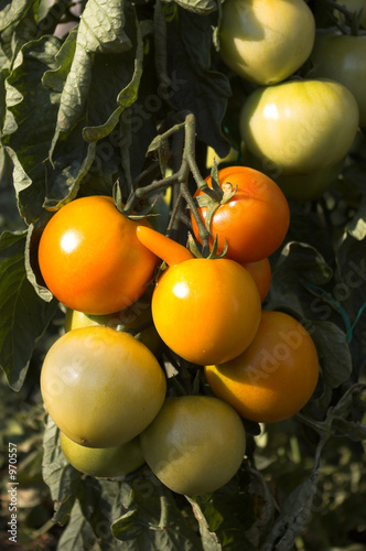 tomato