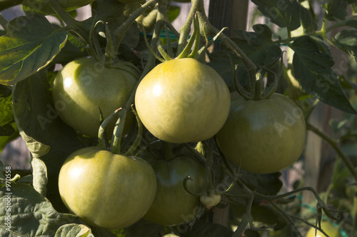 tomato