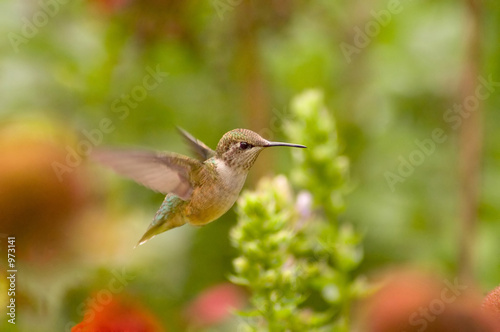 hummingbird