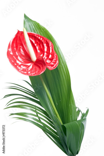 red flower