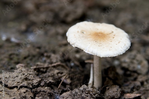 mushroom single