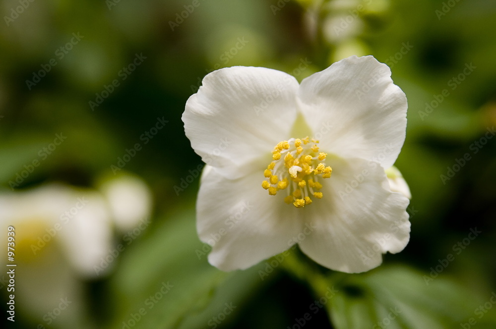 white wild rose macro