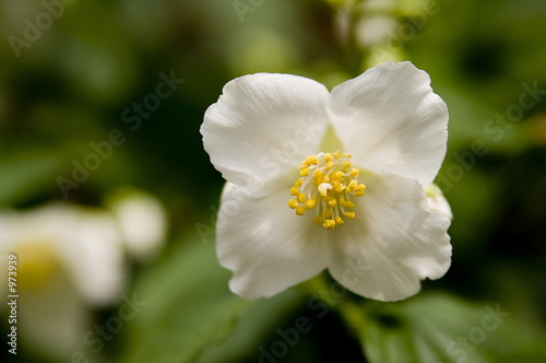 white wild rose macro