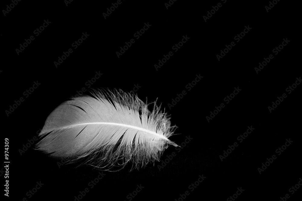 Obraz premium isolated feather