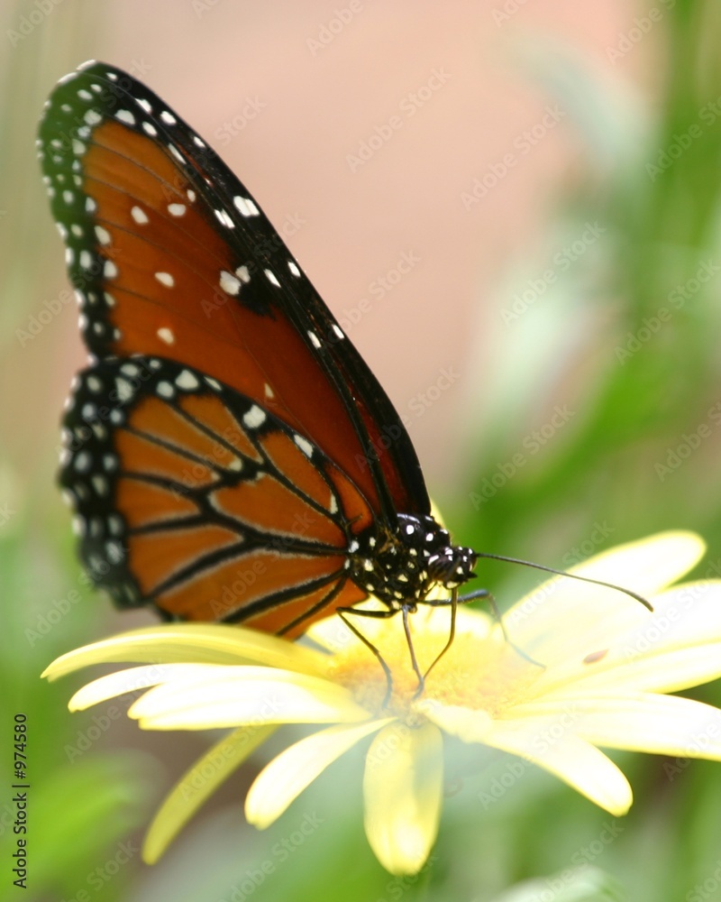 Obraz premium butterfly