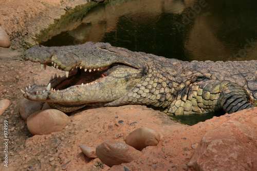crocodile rieur photo