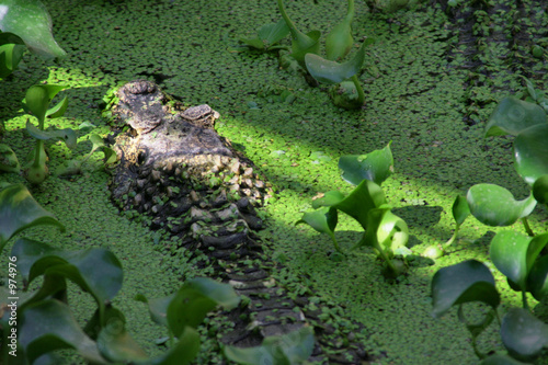 crocodile caché dans l'eau